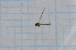 (Gonomyia maidenorum - T568)  @11 [ ] CreativeCommons - Attribution Non-Commercial Share-Alike (2014) Zacariah Billingham Unspecified
