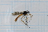  (Gynoplistia clarki - T5952)  @11 [ ] CreativeCommons - Attribution Non-Commercial Share-Alike (2014) Zacariah Billingham Unspecified