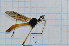  (Gynoplistia tillyardi - T5966)  @11 [ ] CreativeCommons - Attribution Non-Commercial Share-Alike (2014) Zacariah Billingham Unspecified