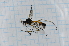  (Gynoplistia melanopyga - T5989)  @11 [ ] CreativeCommons - Attribution Non-Commercial Share-Alike (2014) Zacariah Billingham Unspecified