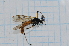  ( - T6005)  @11 [ ] CreativeCommons - Attribution Non-Commercial Share-Alike (2014) Zacariah Billingham Unspecified