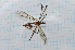  (Gynoplistia flindersi - T6166)  @11 [ ] CreativeCommons - Attribution Non-Commercial Share-Alike (2014) Zacariah Billingham Unspecified