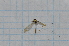  (Gonomyia skusei - T6580)  @12 [ ] CreativeCommons - Attribution Non-Commercial Share-Alike (2014) Zacariah Billingham Unspecified