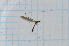  ( - T6581)  @11 [ ] CreativeCommons - Attribution Non-Commercial Share-Alike (2014) Zacariah Billingham Unspecified