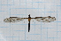  ( - T6657)  @11 [ ] CreativeCommons - Attribution Non-Commercial Share-Alike (2014) Zacariah Billingham Unspecified