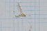  ( - T6726)  @11 [ ] CreativeCommons - Attribution Non-Commercial Share-Alike (2014) Zacariah Billingham Unspecified