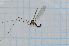  ( - T6732)  @11 [ ] CreativeCommons - Attribution Non-Commercial Share-Alike (2014) Zacariah Billingham Unspecified