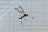  (Dicranomyia dicksoniae - T6888)  @11 [ ] CreativeCommons - Attribution Non-Commercial Share-Alike (2014) Zacariah Billingham Unspecified