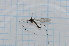  (Gynoplistia galbraithae - T7036)  @11 [ ] CreativeCommons - Attribution Non-Commercial Share-Alike (2014) Zacariah Billingham Unspecified