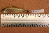  ( - 1049_TOC)  @11 [ ] CreativeCommons Attribution (by) (2023) Unspecified Instituto Nacional de Pesquisas da Amazonia (INPA)