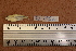  ( - 1152_TOC)  @11 [ ] CreativeCommons Attribution (by) (2023) Unspecified Instituto Nacional de Pesquisas da Amazonia (INPA)