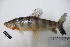  (Leporinus affinis - 661_TOC)  @11 [ ] CreativeCommons Attribution (by) (2023) Unspecified Instituto Nacional de Pesquisas da Amazonia (INPA)