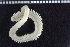  (Hypereteone foliosa - ZMBN_104805)  @11 [ ] CreativeCommons - Attribution Non-Commercial Share-Alike (2015) UoB University of Bergen, Natural History Collections