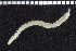  ( - ZMBN_104806)  @11 [ ] CreativeCommons - Attribution Non-Commercial Share-Alike (2015) UoB University of Bergen, Natural History Collections