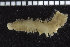  ( - ZMBN_104807)  @11 [ ] CreativeCommons - Attribution Non-Commercial Share-Alike (2015) UoB University of Bergen, Natural History Collections