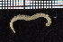  ( - ZMBN_104836)  @11 [ ] CreativeCommons - Attribution Non-Commercial Share-Alike (2015) UoB University of Bergen, Natural History Collections