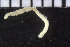  ( - ZMBN_104872)  @11 [ ] CreativeCommons - Attribution Non-Commercial Share-Alike (2015) UoB University of Bergen, Natural History Collections