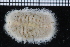  (Euphrosinidae - ZMBN_104883)  @13 [ ] CreativeCommons - Attribution Non-Commercial Share-Alike (2015) UoB University of Bergen, Natural History Collections