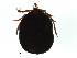  (Ixodes brunneus - DO-101)  @13 [ ] CreativeCommons - Attribution (2012) CBG Photography Group Centre for Biodiversity Genomics