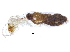  ( - G-401)  @13 [ ] CreativeCommons - Attribution (2017) CBG Photography Group Centre for Biodiversity Genomics