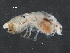  (Reticulitermes lucifugus - UOCHB24)  @13 [ ] CreativeCommons - Attribution (2017) CBG Photography Group Centre for Biodiversity Genomics