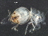  (Reticulitermes lucifugus - UOCHB25)  @13 [ ] CreativeCommons - Attribution (2017) CBG Photography Group Centre for Biodiversity Genomics