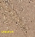  ( - RS4ITS2)  @11 [ ] Copyright (2015) Neena Lenin Kerala Agricultural University