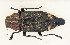  (Tokaranodicerca - TS10)  @11 [ ] CreativeCommons  Attribution (2024) Wataru Toki Nagoya University