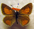  ( - DNAChuTomares 005)  @12 [ ] Copyright (2009) Unspecified Unspecified