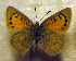  ( - DNAChuTomares 005)  @12 [ ] Copyright (2009) Unspecified Unspecified