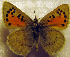  ( - DNAChuTomares 006)  @12 [ ] Copyright (2009) Unspecified Unspecified