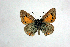  ( - DNAwthTomares 005.1)  @13 [ ] Copyright (2009) Unspecified Unspecified
