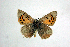  ( - DNAwthTomares 041.1)  @14 [ ] Copyright (2009) Unspecified Unspecified