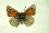  ( - DNAzmaTomares 149)  @14 [ ] Copyright (2009) Unspecified Unspecified