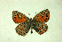  ( - DNAzmaTomares 152)  @14 [ ] Copyright (2009) Unspecified Unspecified