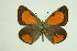  ( - DNAwthTomares 106)  @14 [ ] Copyright (2009) Unspecified Unspecified