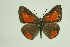  ( - DNAwthTomares 109)  @14 [ ] Copyright (2009) Unspecified Unspecified
