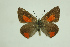  ( - DNAwthTomares 112)  @14 [ ] Copyright (2009) Unspecified Unspecified