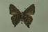  ( - DNAwthTomares 285)  @11 [ ] Copyright (2011) Wolfgang ten Hagen Wolfgang ten Hagen Research Collection