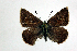  ( - DNAwthTomares 011)  @13 [ ] Copyright (2009) Unspecified Unspecified
