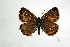  ( - DNAwthTomares 006)  @13 [ ] Copyright (2009) Unspecified Unspecified