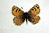  ( - DNAwthTomares 006)  @13 [ ] Copyright (2009) Unspecified Unspecified