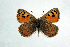  ( - DNAwthTomares 017)  @14 [ ] Copyright (2009) Unspecified Unspecified