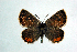  ( - DNAwthTomares 007)  @13 [ ] Copyright (2009) Unspecified Unspecified