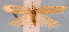  (Sparganita bactroides - JWB-08-0155)  @14 [ ] CreativeCommons - Attribution (2010) Unspecified Centre for Biodiversity Genomics