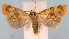  (Cochylis bucera - JWB-08-0197)  @14 [ ] CreativeCommons - Attribution (2010) Unspecified Centre for Biodiversity Genomics