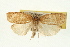 ( - 09-JBTOR-0333)  @13 [ ] CreativeCommons - Attribution (2009) Unspecified Centre for Biodiversity Genomics