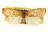  ( - 09-JBTOR-0338)  @13 [ ] CreativeCommons - Attribution (2009) Unspecified Centre for Biodiversity Genomics