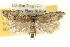  (Decodes asapheus - 09-JBTOR-0364)  @13 [ ] CreativeCommons - Attribution (2009) Unspecified Centre for Biodiversity Genomics