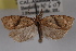  (Clepsis fucana - 09-JBTOR-0664)  @14 [ ] CreativeCommons - Attribution (2010) Unspecified Centre for Biodiversity Genomics